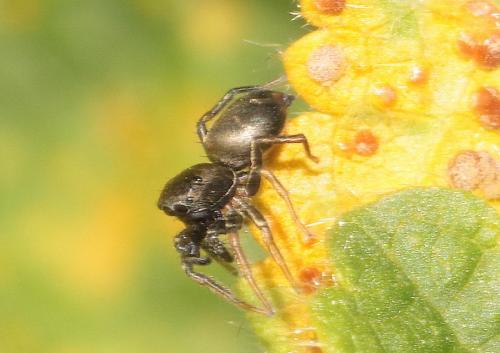 Heliophanus cupreus